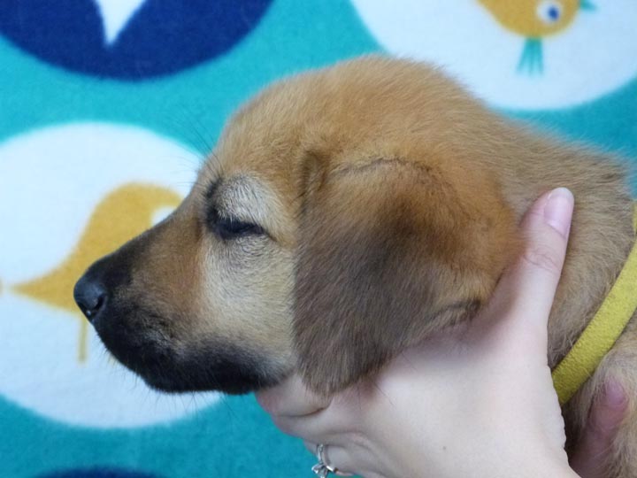chinook puppy
